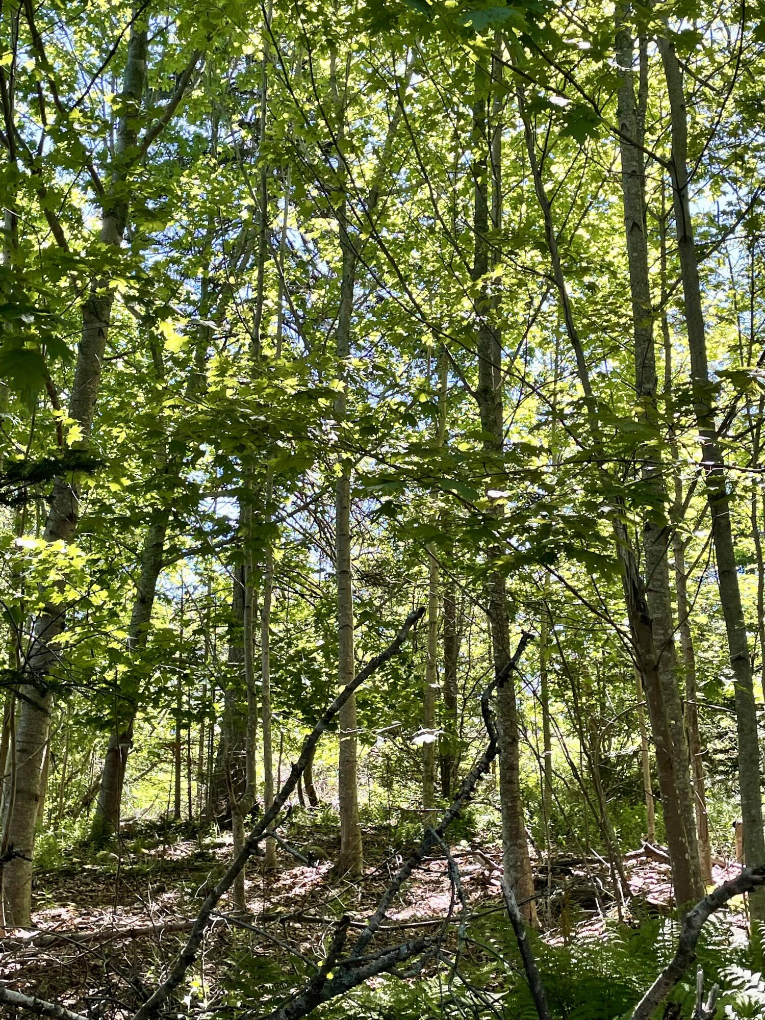 89 East Boston Road Vinalhaven, ME 04863 - Photo 5 of 5 IMG_0674
