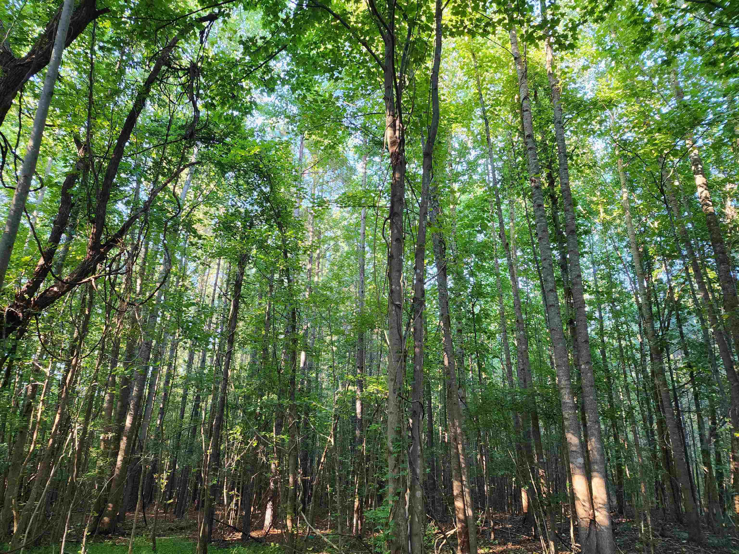 Creedmoor Road Wake Forest, NC 27587 - Photo 4 of 38 Photo 4