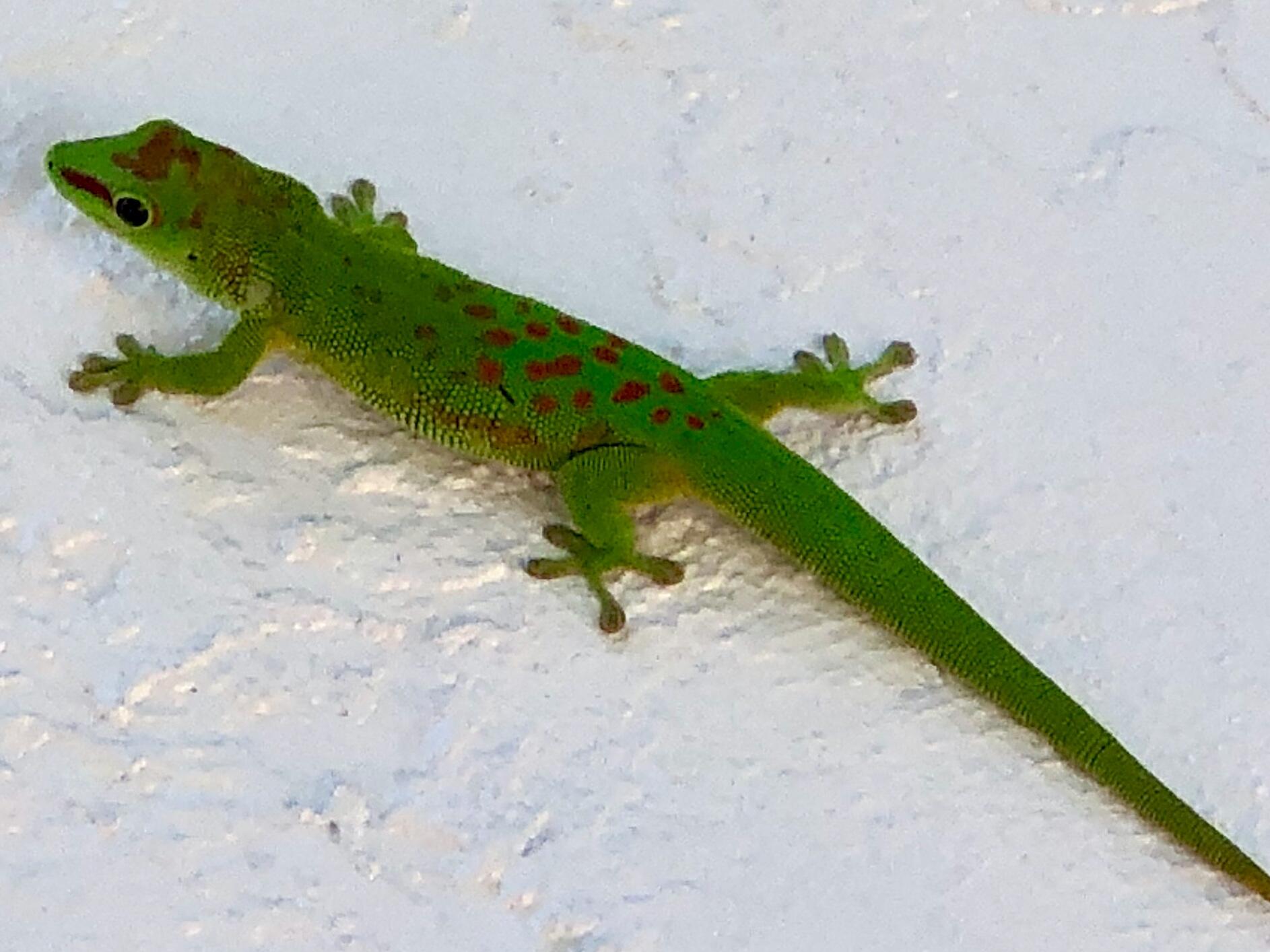 55 Boca Chica Road, Unit 32 Key West, FL 33040 - Photo 18 of 27 a picture of a flower in a yard