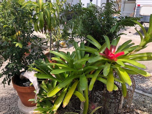 55 Boca Chica Road, Unit 32 Key West, FL 33040 - Photo 5 of 27 a view of a plant