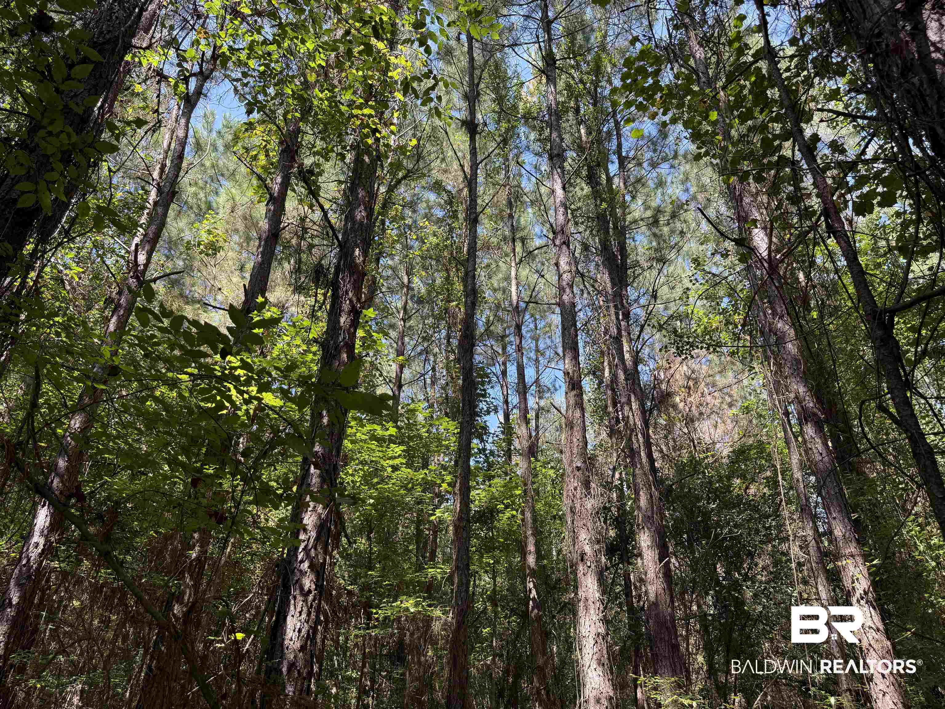 13850 Tallahatta Springs Road Thomasville, AL 36784 - Photo 12 of 27 View of woods