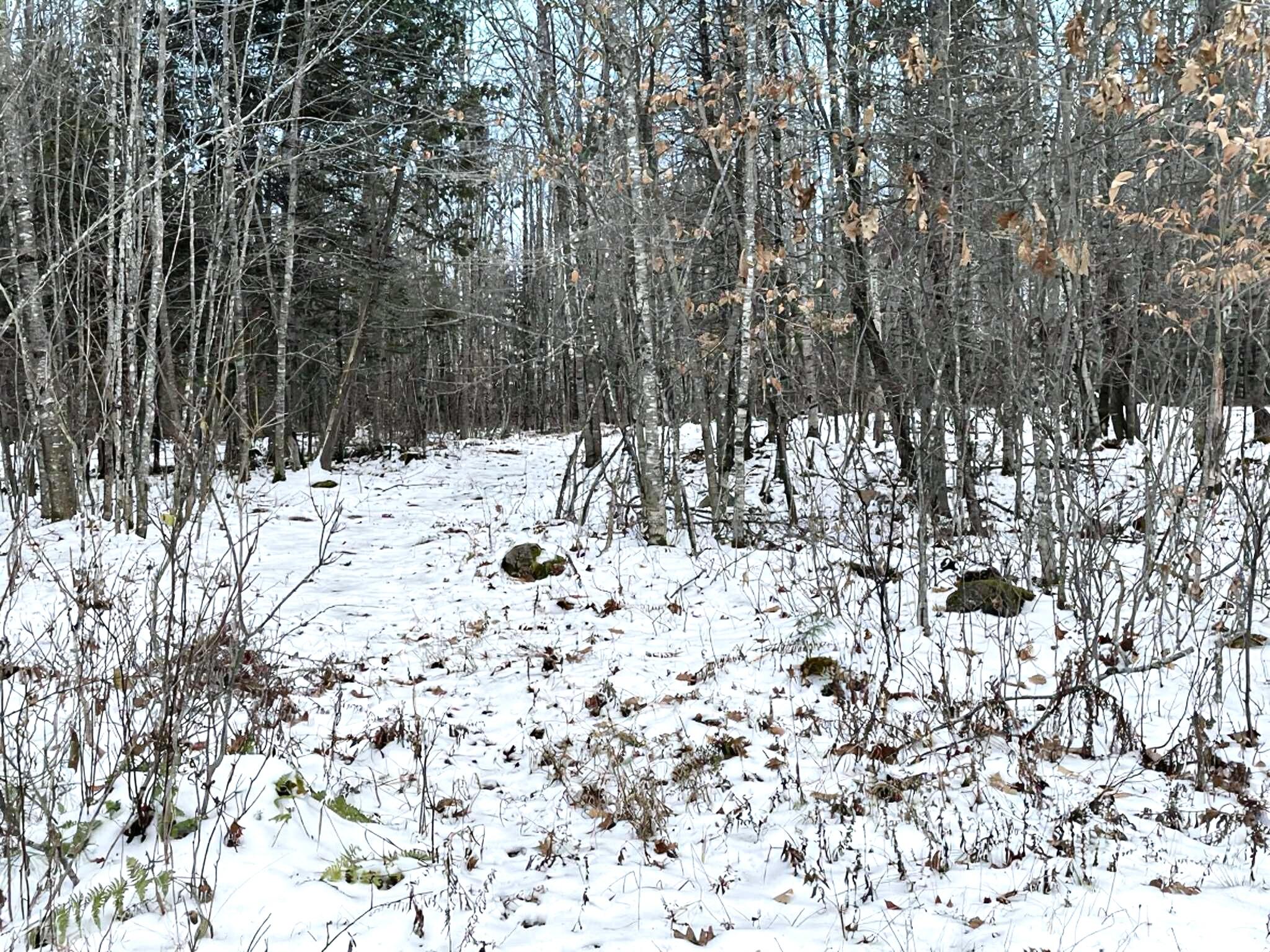 728 Sebec Village Road Sebec, ME 04481 - Photo 51 of 55 Woods trail