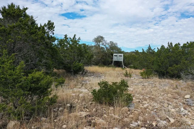 a view of a forest with a bench