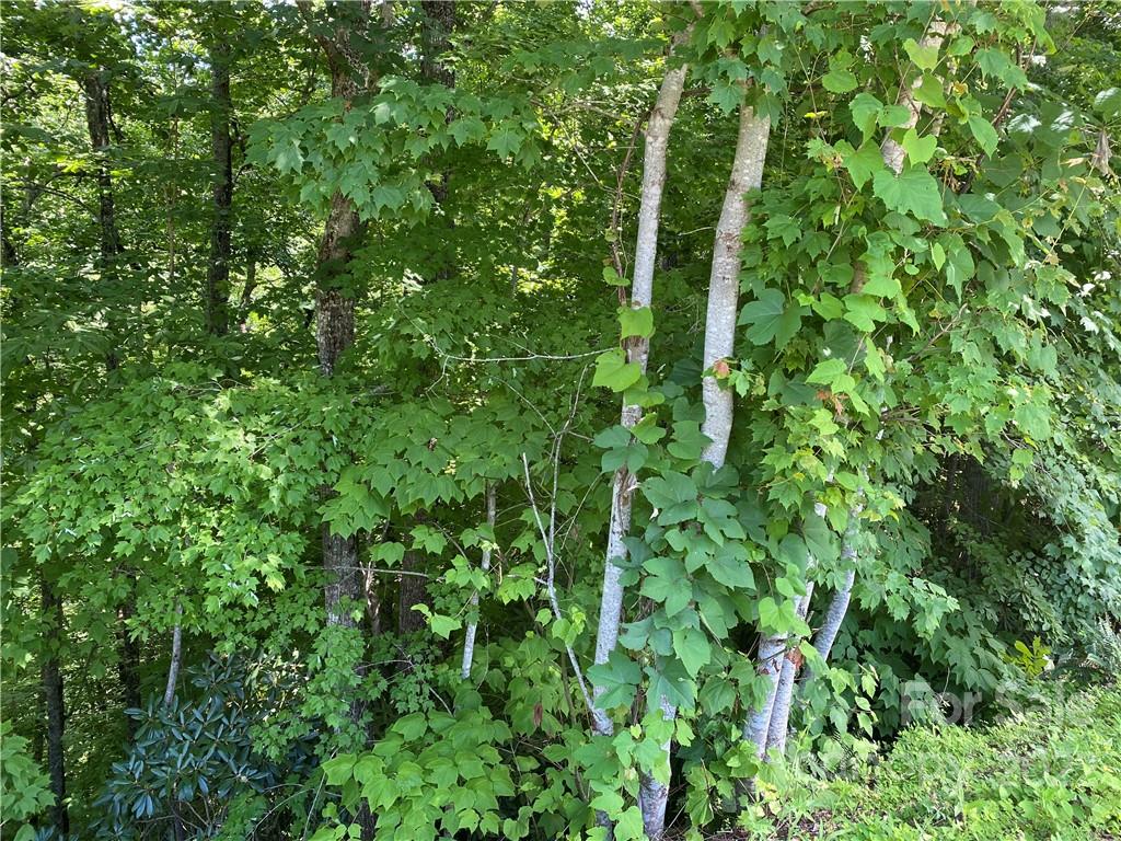 7 Treehouse Road, Unit 7 Whittier, NC 28789 - Photo 4 of 9 Gallery Image 4
