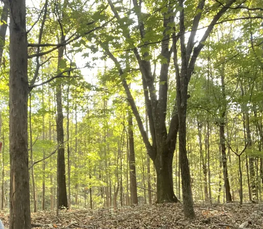 a view of a yard with wooden fence