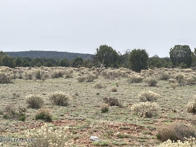 595 Ravens Rest Seligman, AZ 86337 - Photo 12 of 22 a view of a dry yard with trees