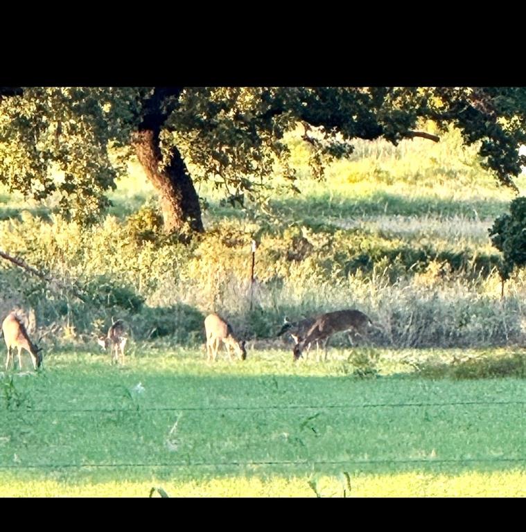 225 County Road 225 Rising Star, TX 76471 - Photo 35 of 36 game cam