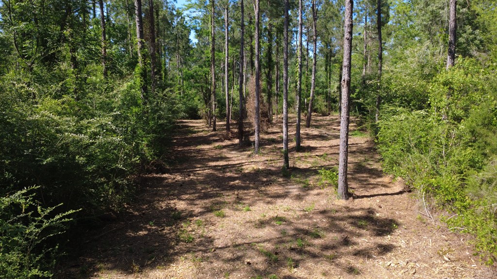 Lot 3 County Road Slocomb, AL 36375 - Photo 7 of 18