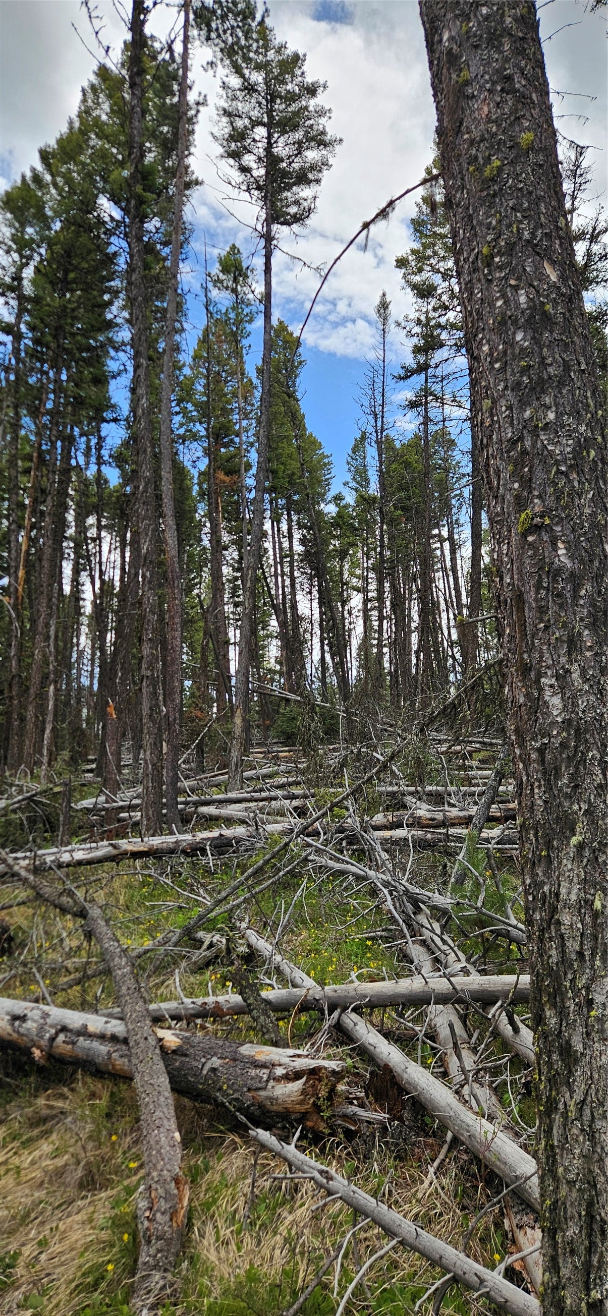 0 Bear Gulch Road Lincoln, MT 59639 - Photo 7 of 12 Gallery Image 7