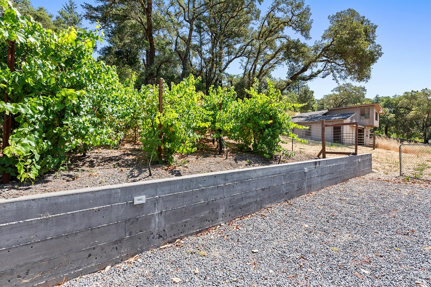 995 Dry Creek Road Healdsburg, CA 95448 - Photo 48 of 57 a view of a yard with plants and trees