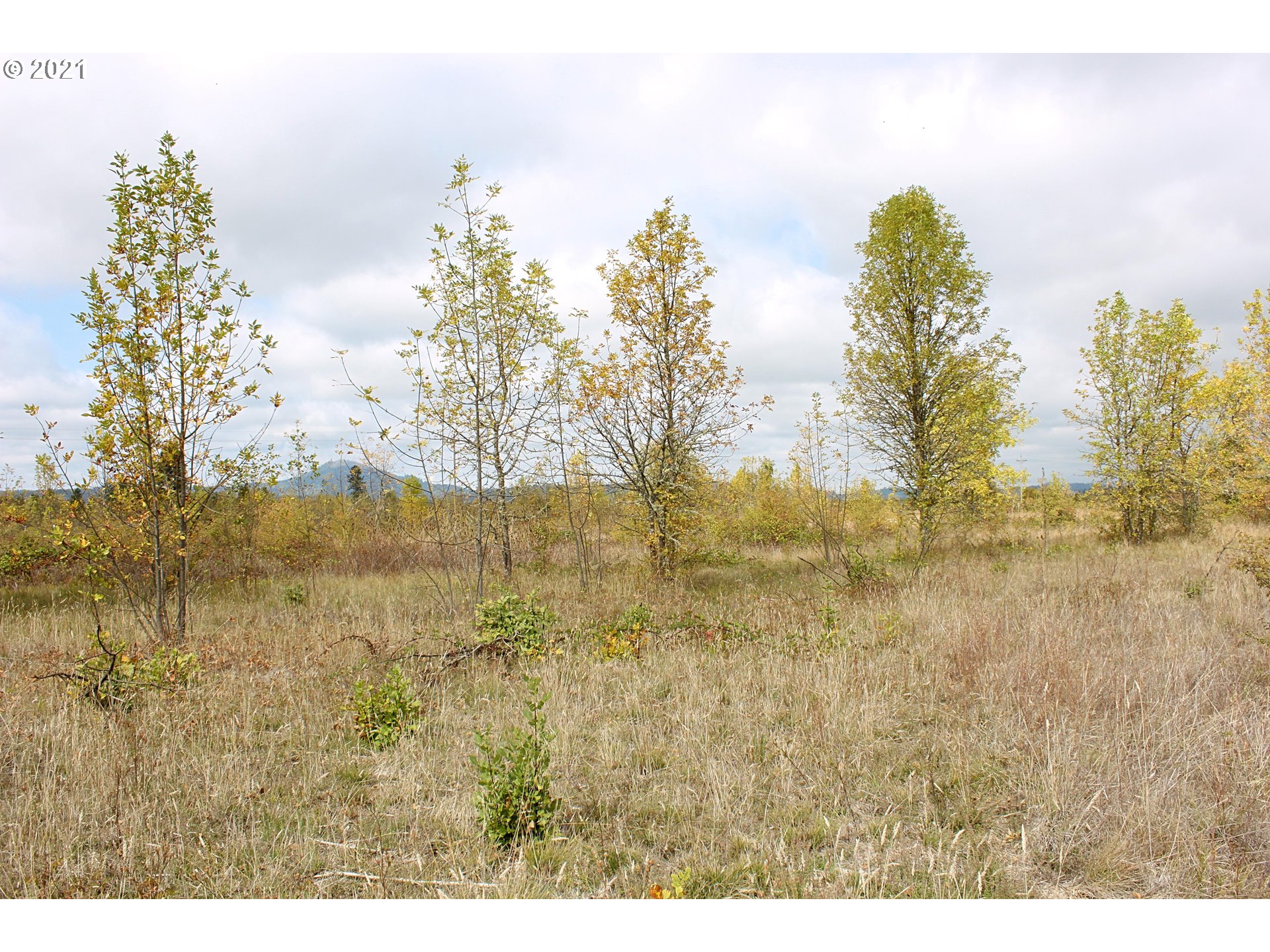 33139 Camas Swale Road Creswell, OR 97426 - Photo 11 of 16 Gallery Image 11