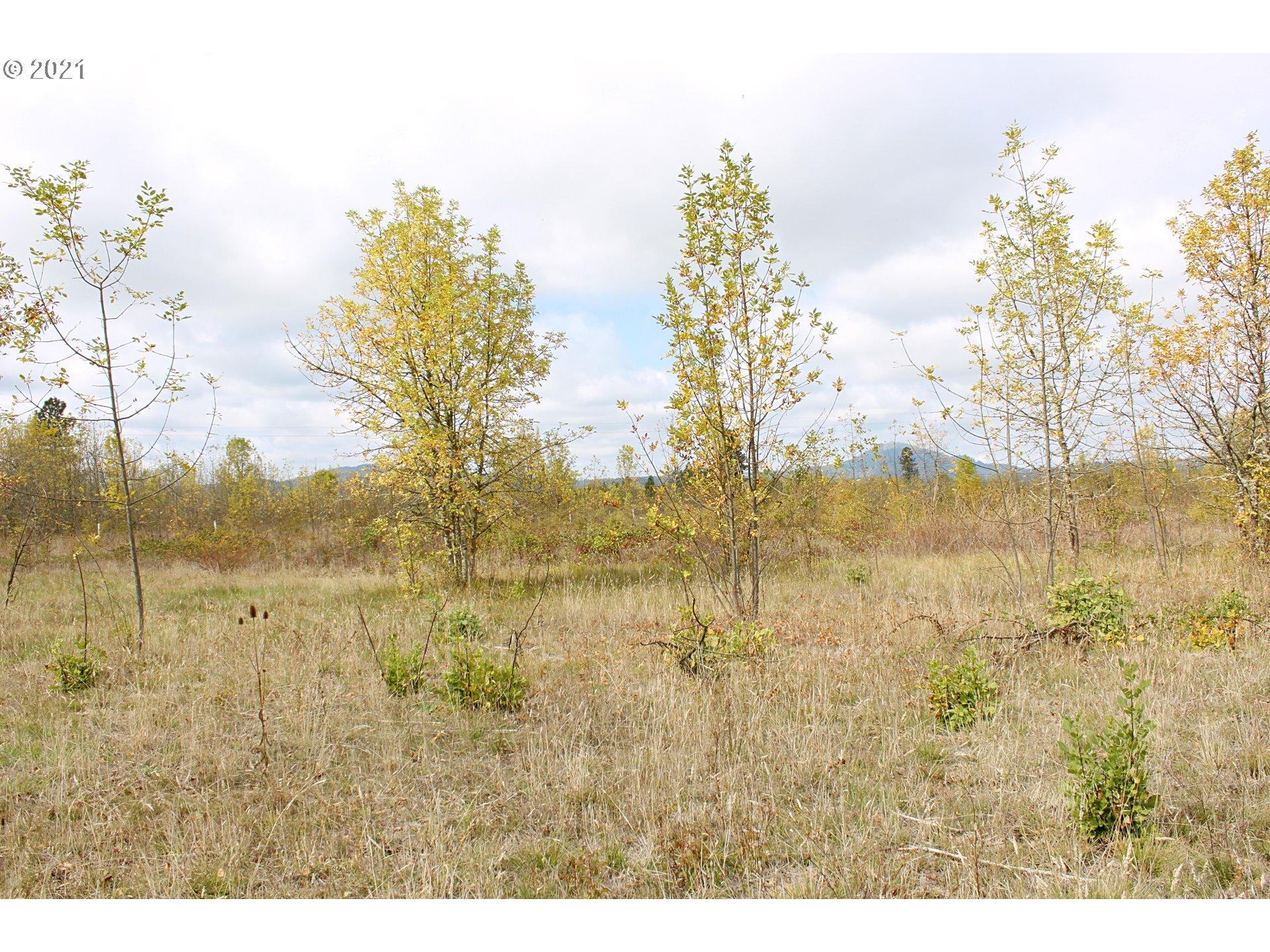 33139 Camas Swale Road Creswell, OR 97426 - Photo 12 of 16 Gallery Image 12