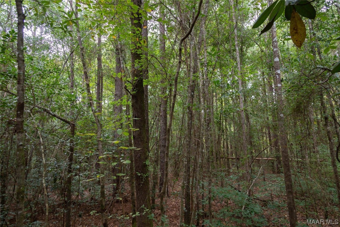 10 County Road 10 Samson, AL 36477 - Photo 4 of 22 Gallery Image 4