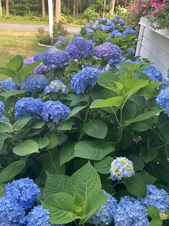 7 Crane Landing Road Wareham, MA 02571 - Photo 31 of 40 a bunch of flowers in a garden