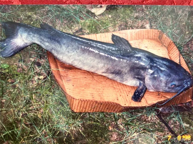 $1 | 813 Chipwood Lane, Centralia, IL 62801