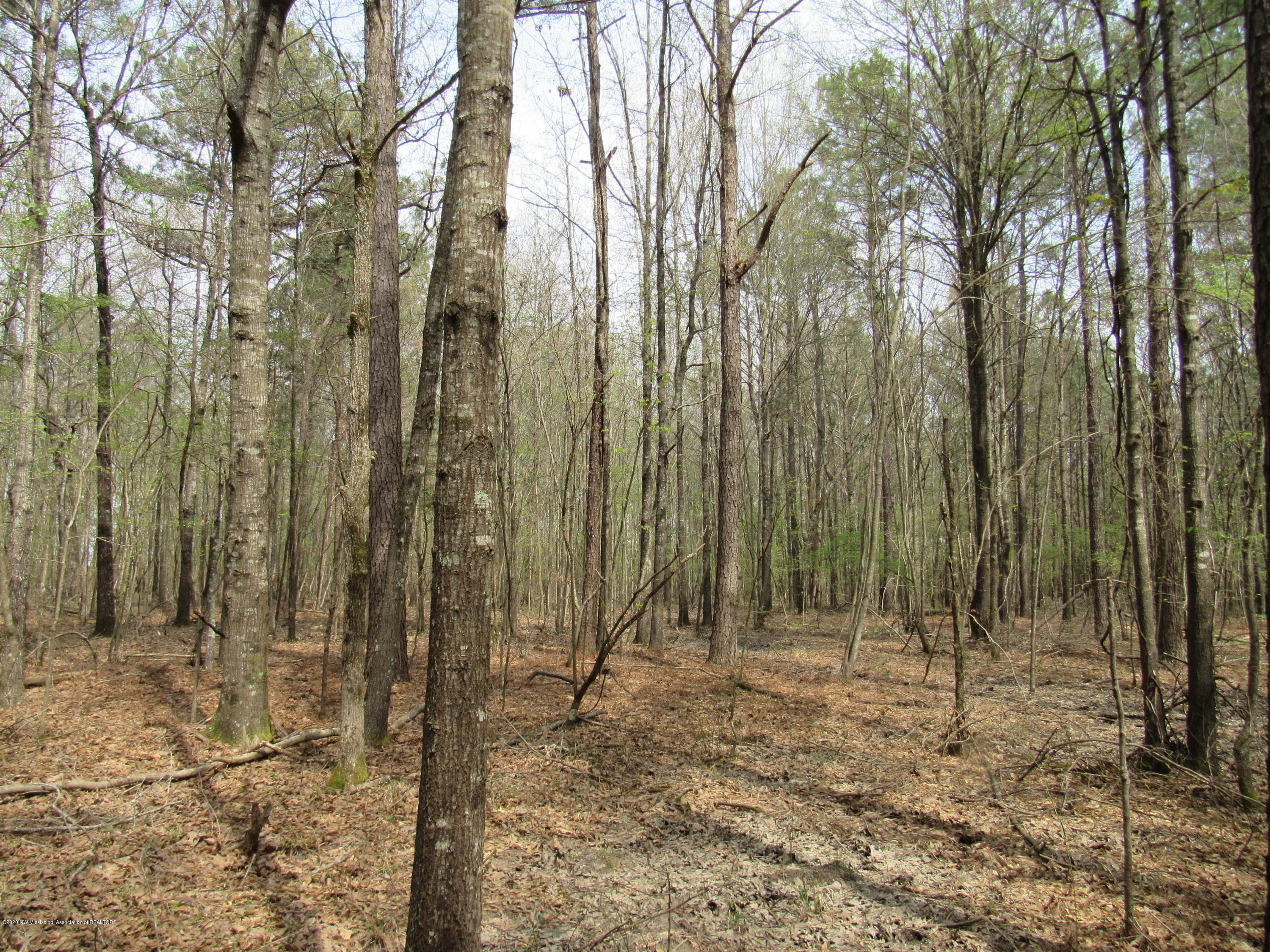 156 Harrell Road Pelahatchie, MS 39145 - Photo 11 of 19 IMG_2642
