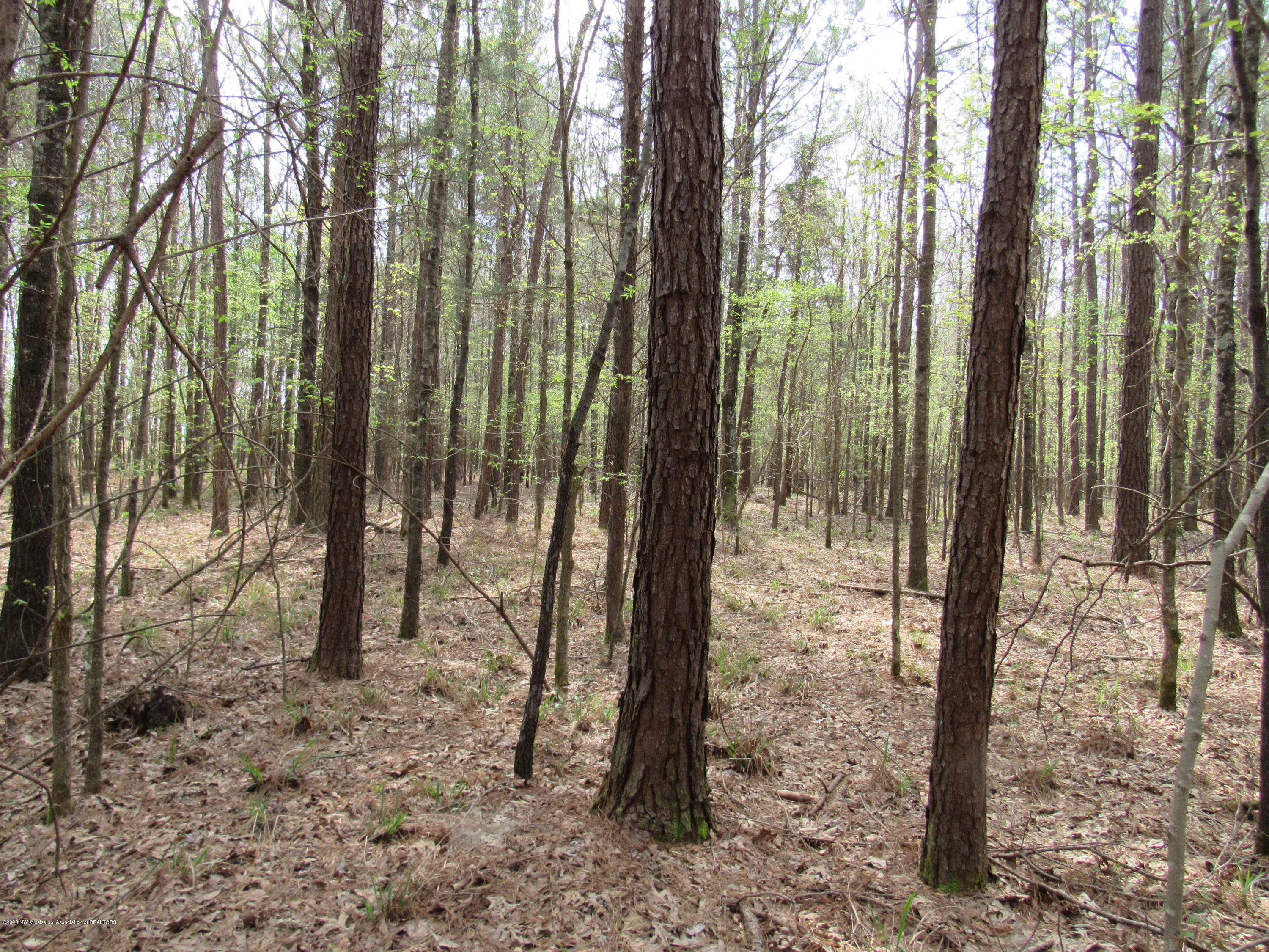 156 Harrell Road Pelahatchie, MS 39145 - Photo 12 of 19 IMG_2646