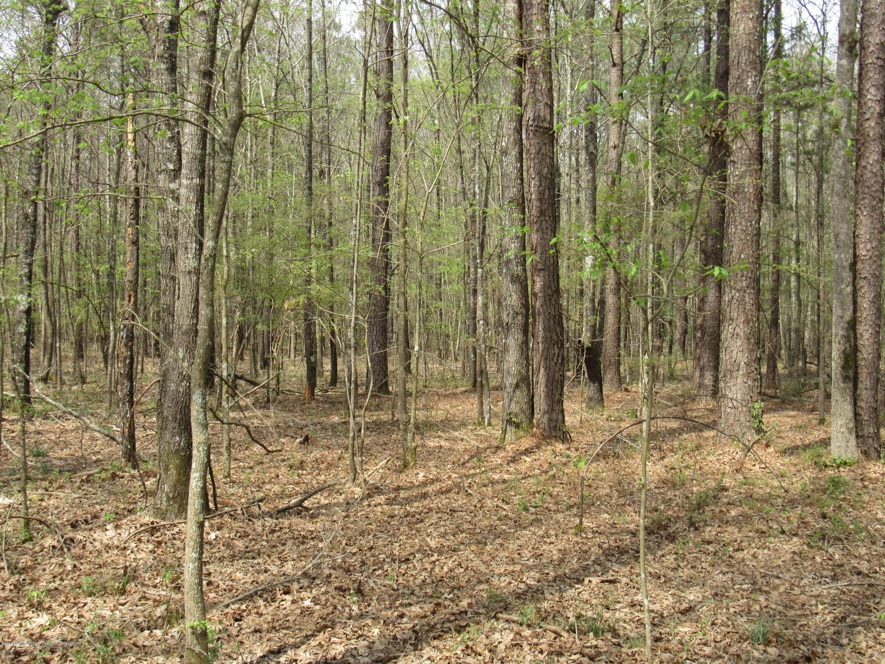 156 Harrell Road Pelahatchie, MS 39145 - Photo 7 of 19 IMG_2628
