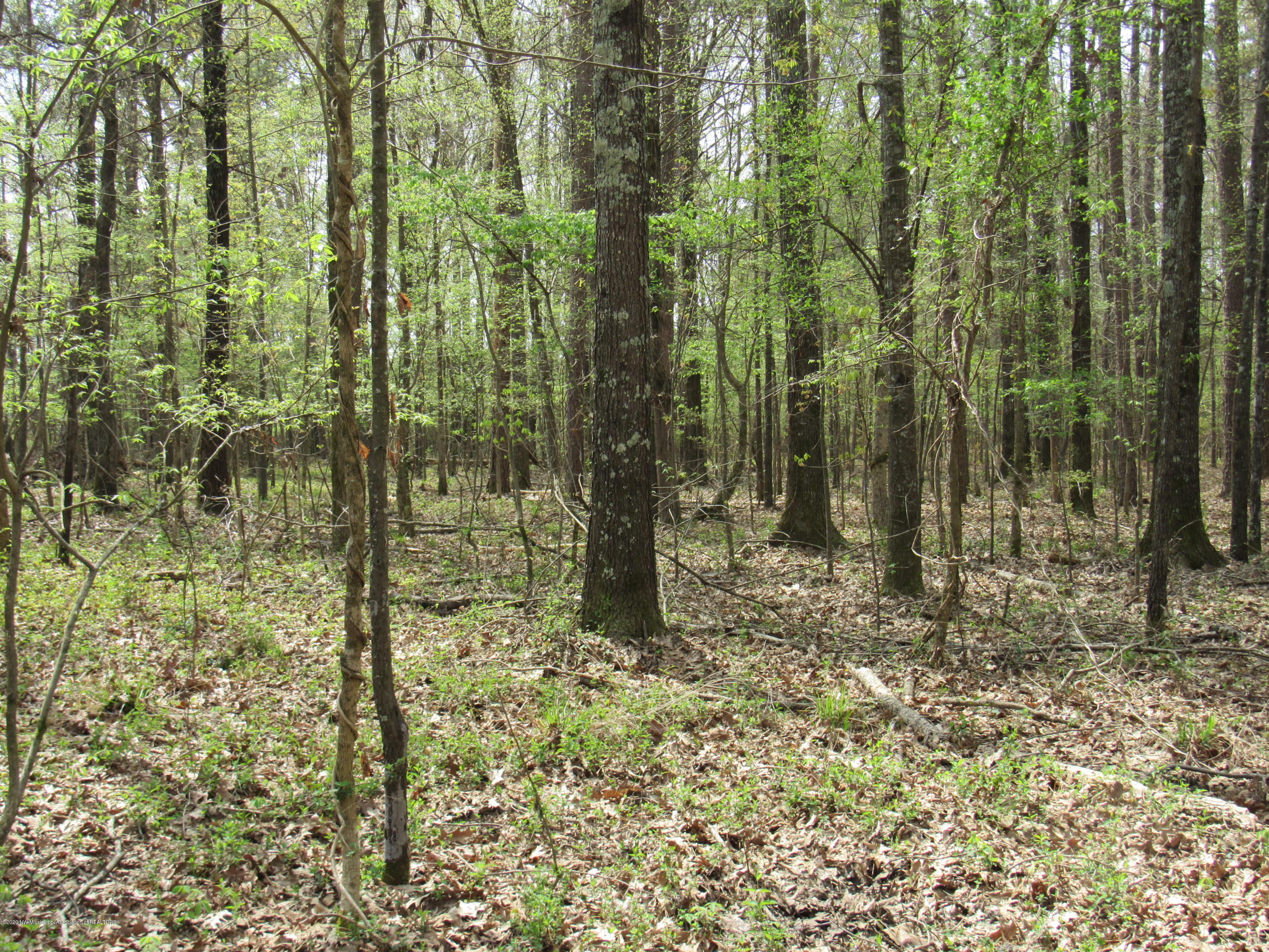 156 Harrell Road Pelahatchie, MS 39145 - Photo 8 of 19 IMG_2629