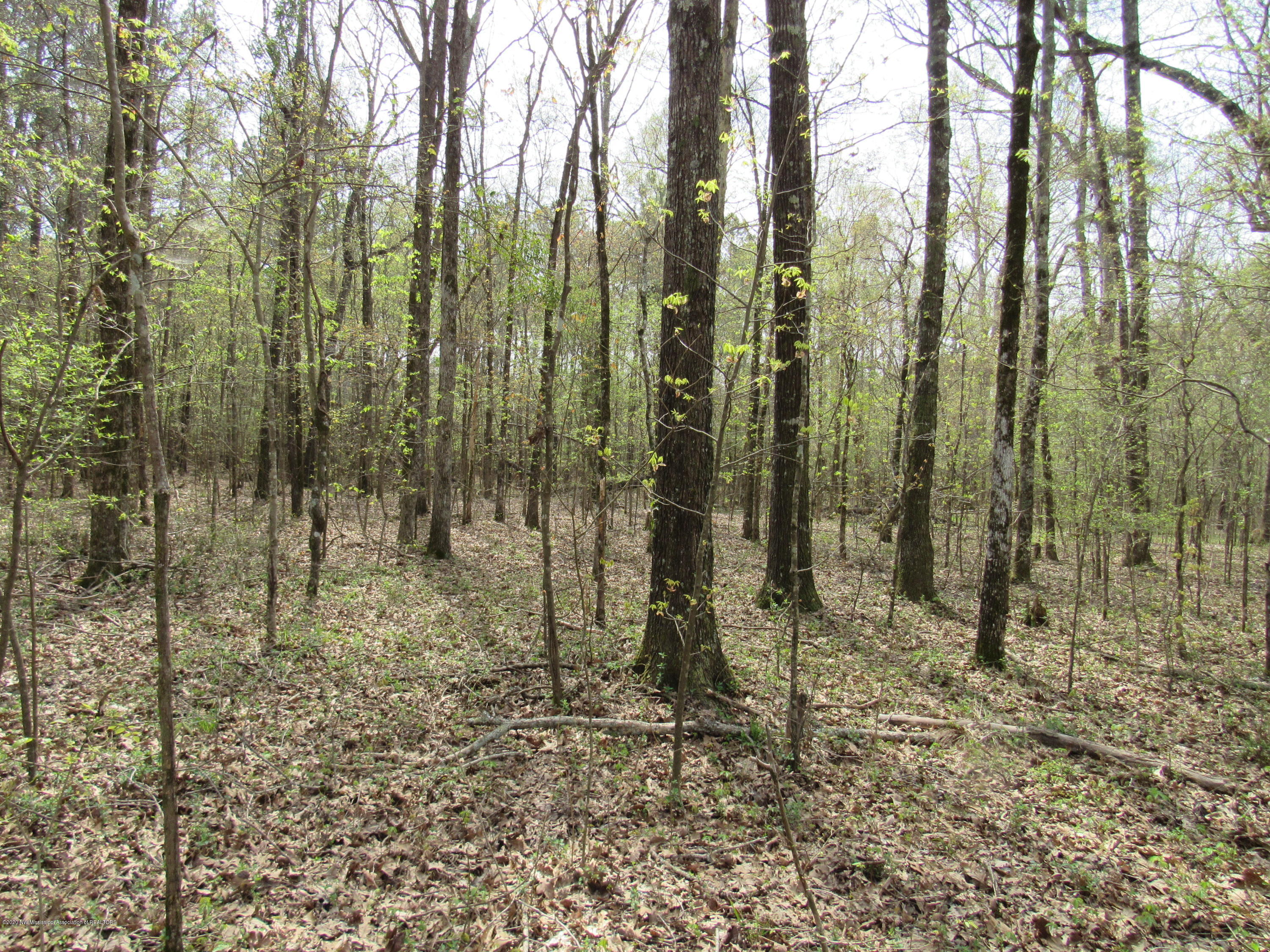 156 Harrell Road Pelahatchie, MS 39145 - Photo 10 of 19 IMG_2635
