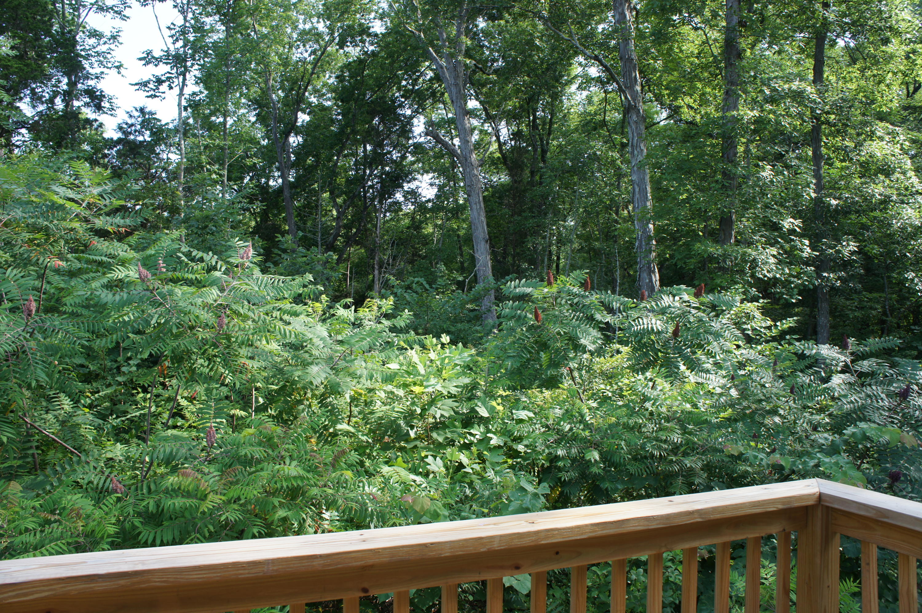 832 Shaddon Road Tellico Plains, TN 37385 - Photo 29 of 36 DSC00369