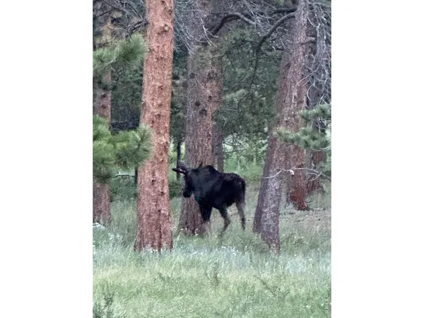 $595,000 | 17667 Highway 7, Lyons, CO 80540