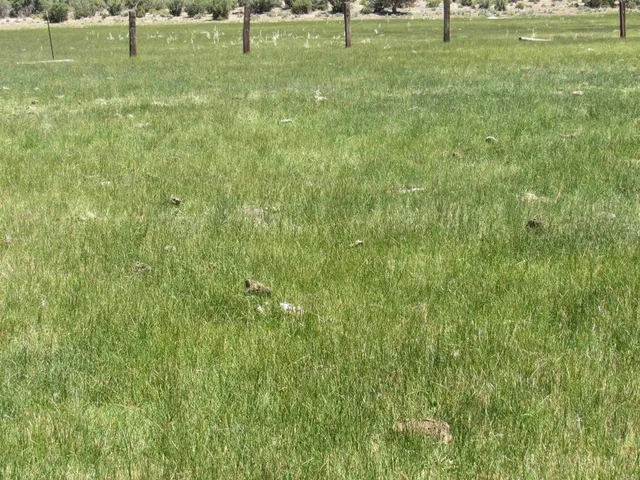 a view of yard with outdoor seating and green space
