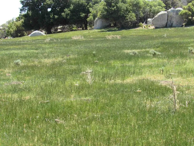 a view of a yard with a tree