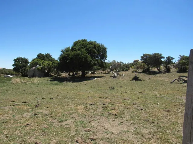 a view of a dry yard with trees in the background