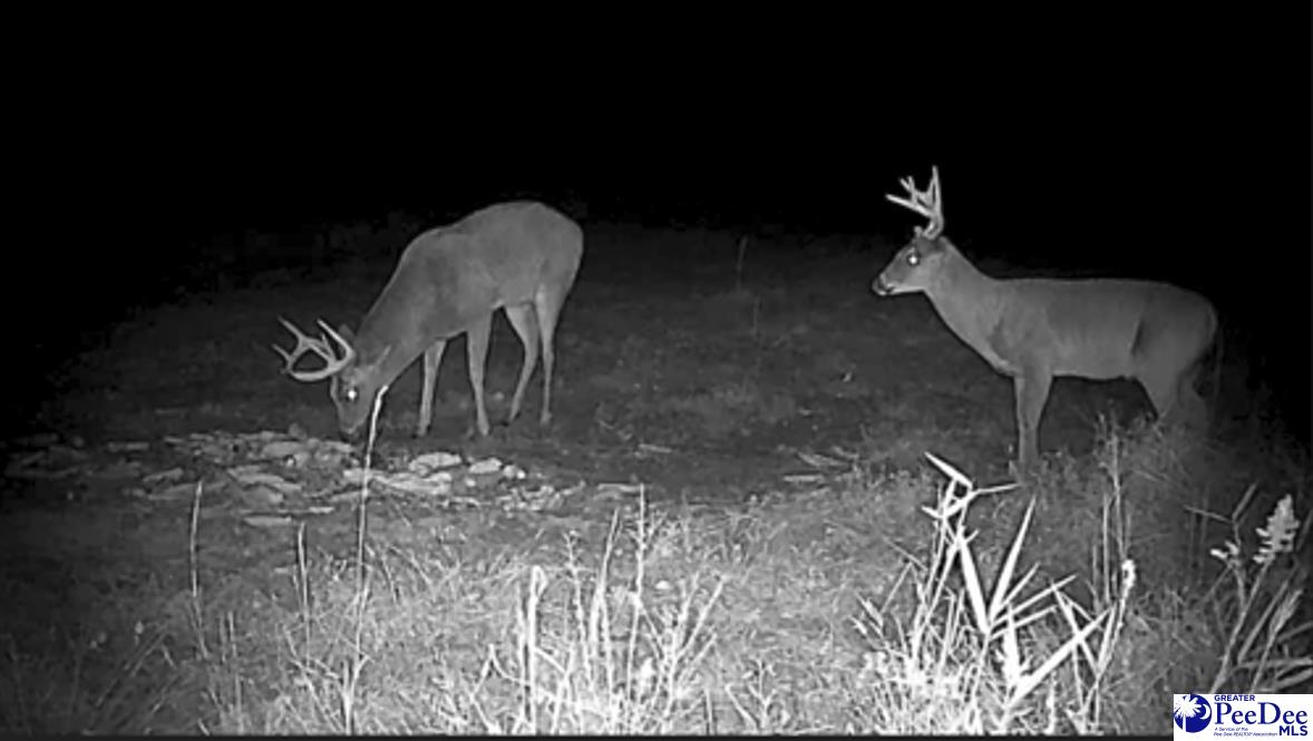 289 Edwards Road Bennettsville, SC 29512 - Photo 69 of 75 Gallery Image 69