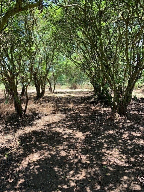 17-588 Volcano Road Kurtistown, HI 96760 - Photo 5 of 20 Gallery Image 5