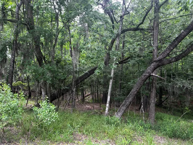 a view of a lush green forest