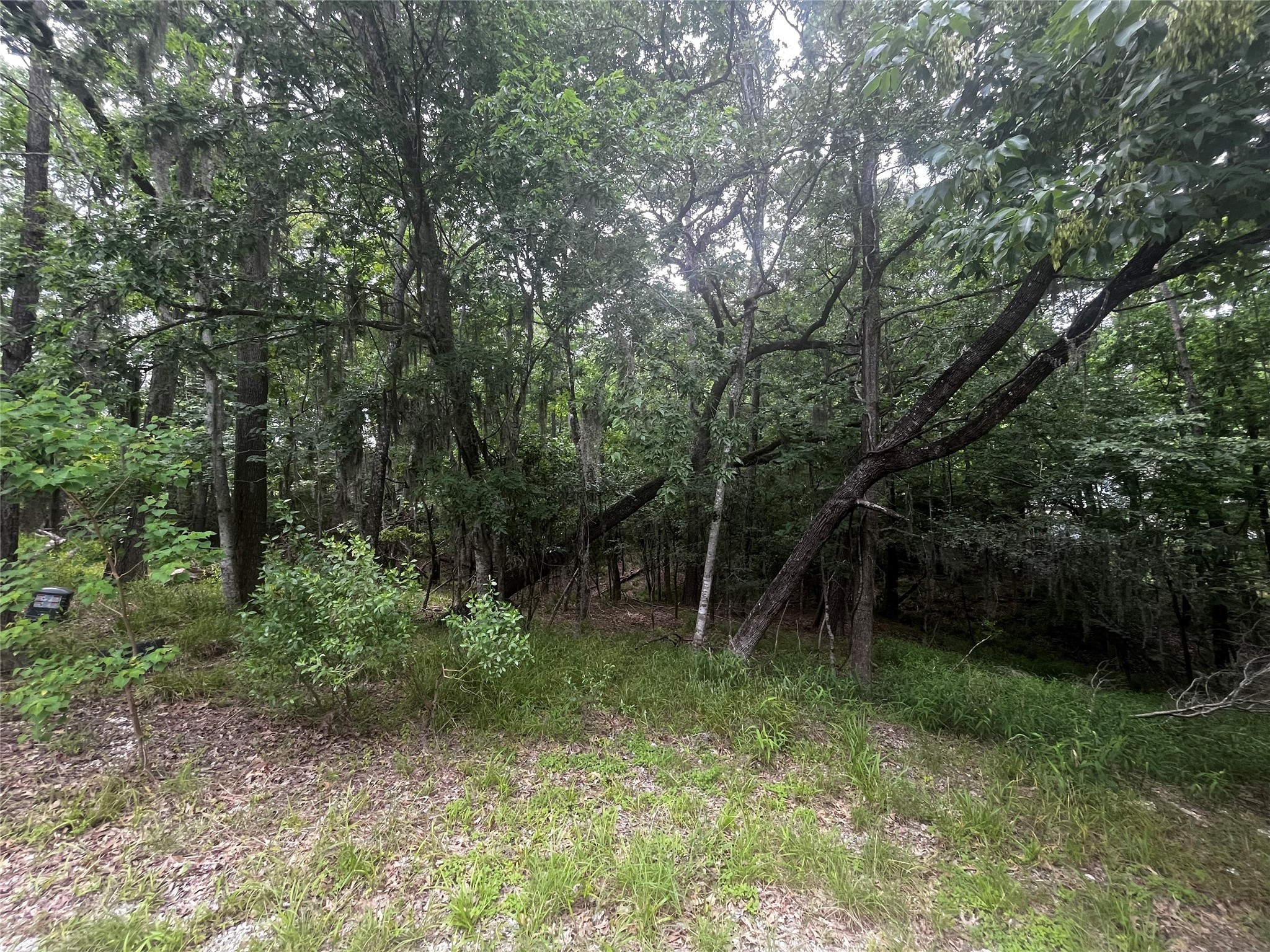 18 Timberon Lane Coldspring, TX 77331 - Photo 2 of 13 a backyard of a house with lots of green space