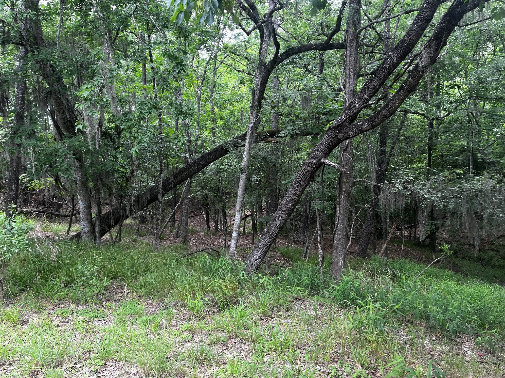 18 Timberon Lane Coldspring, TX 77331 - Photo 5 of 13 a backyard of a house with lots of green space