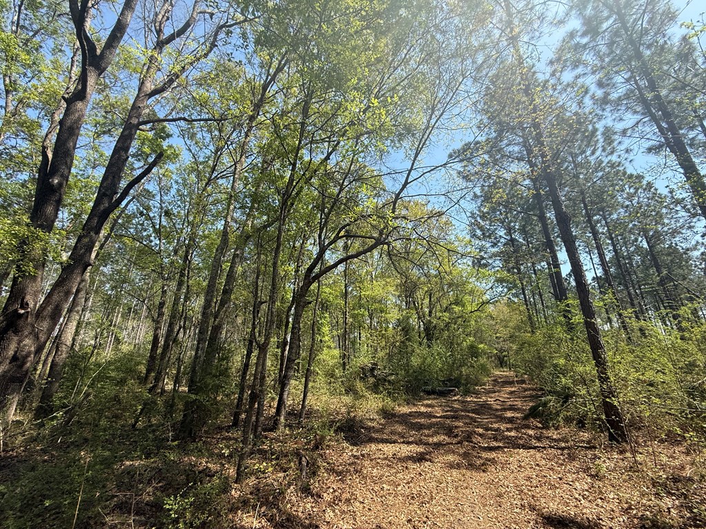 Lot 2 South County Road Slocomb, AL 36375 - Photo 19 of 19