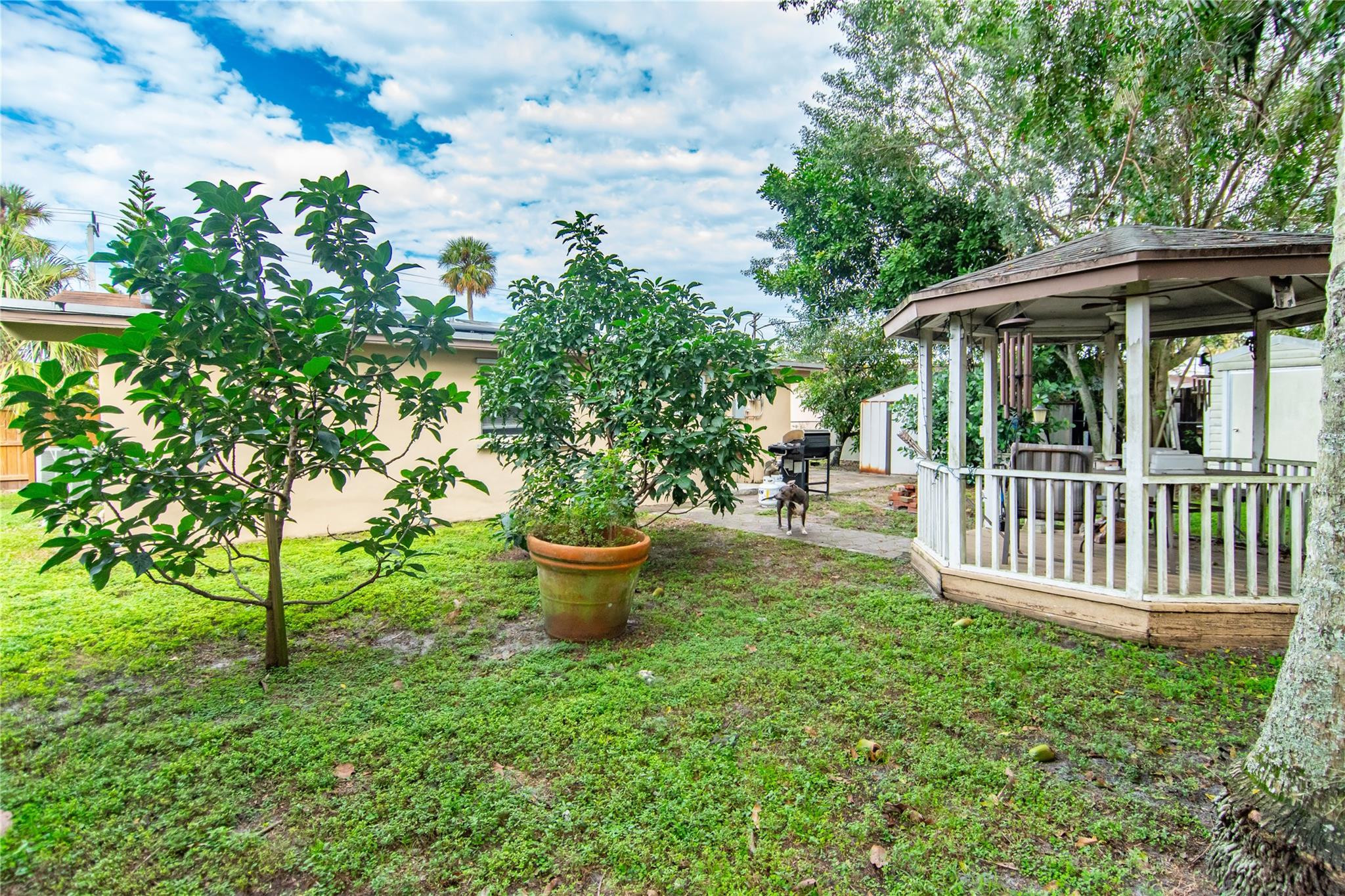 5554 Southwest 6th Street Pompano Beach, FL 33068 - Photo 33 of 37 Avocado Tree