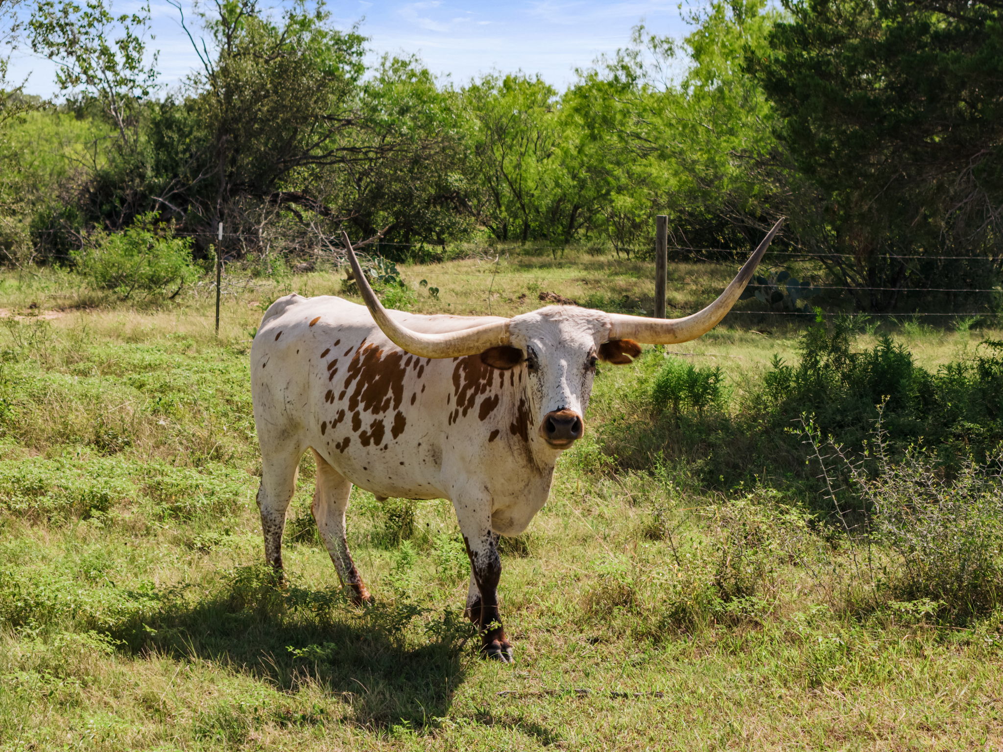 625 Callihan Road Luling, TX 78648 - Photo 1 of 26 Spacious pastures with abundant natural forage await your livestock.