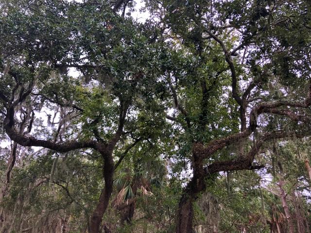 720 Sandpiper Road Edisto Island, SC 29438 - Photo 6 of 20 4