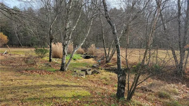 a view of a forest filled with trees