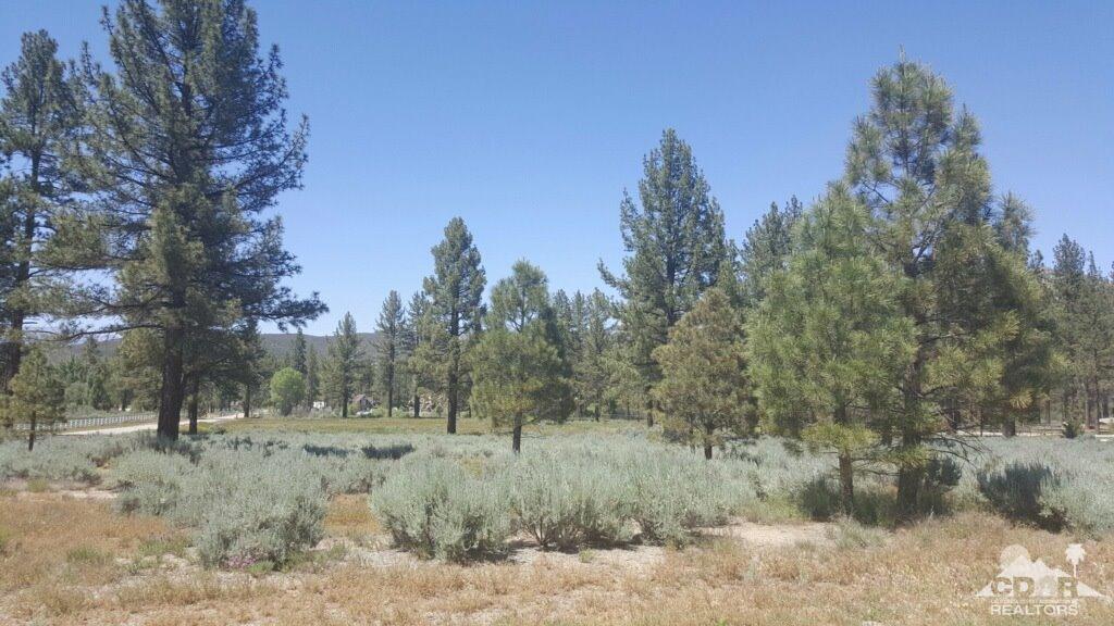 2 Tool Box Spring Road Mountain Center, CA 92561 - Photo 8 of 10 a view of a yard with a tree