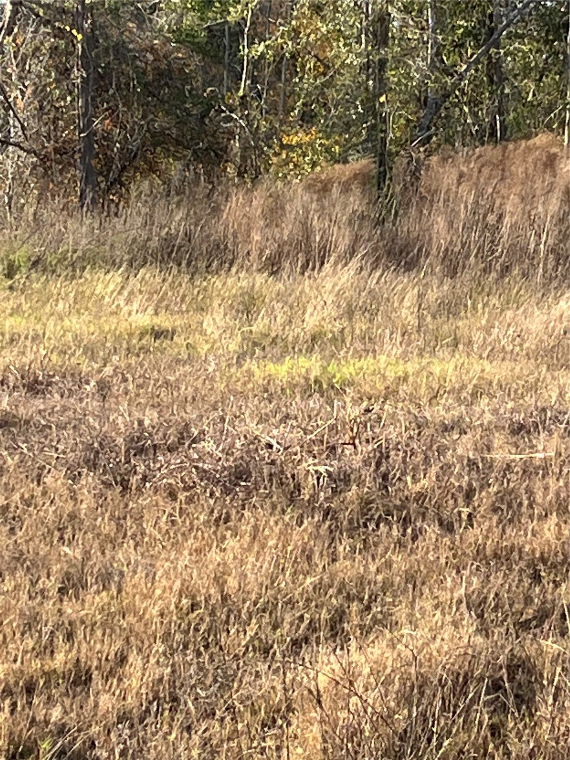 255 County Road 373 Splendora, TX 77372 - Photo 8 of 17