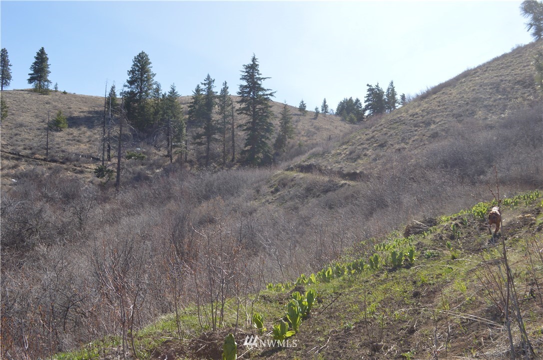 0 Olalla Canyon Road Cashmere, WA 98815 - Photo 6 of 21 Gallery Image 6