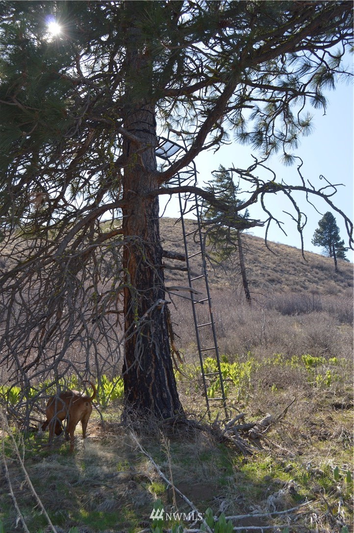 0 Olalla Canyon Road Cashmere, WA 98815 - Photo 7 of 21 Gallery Image 7
