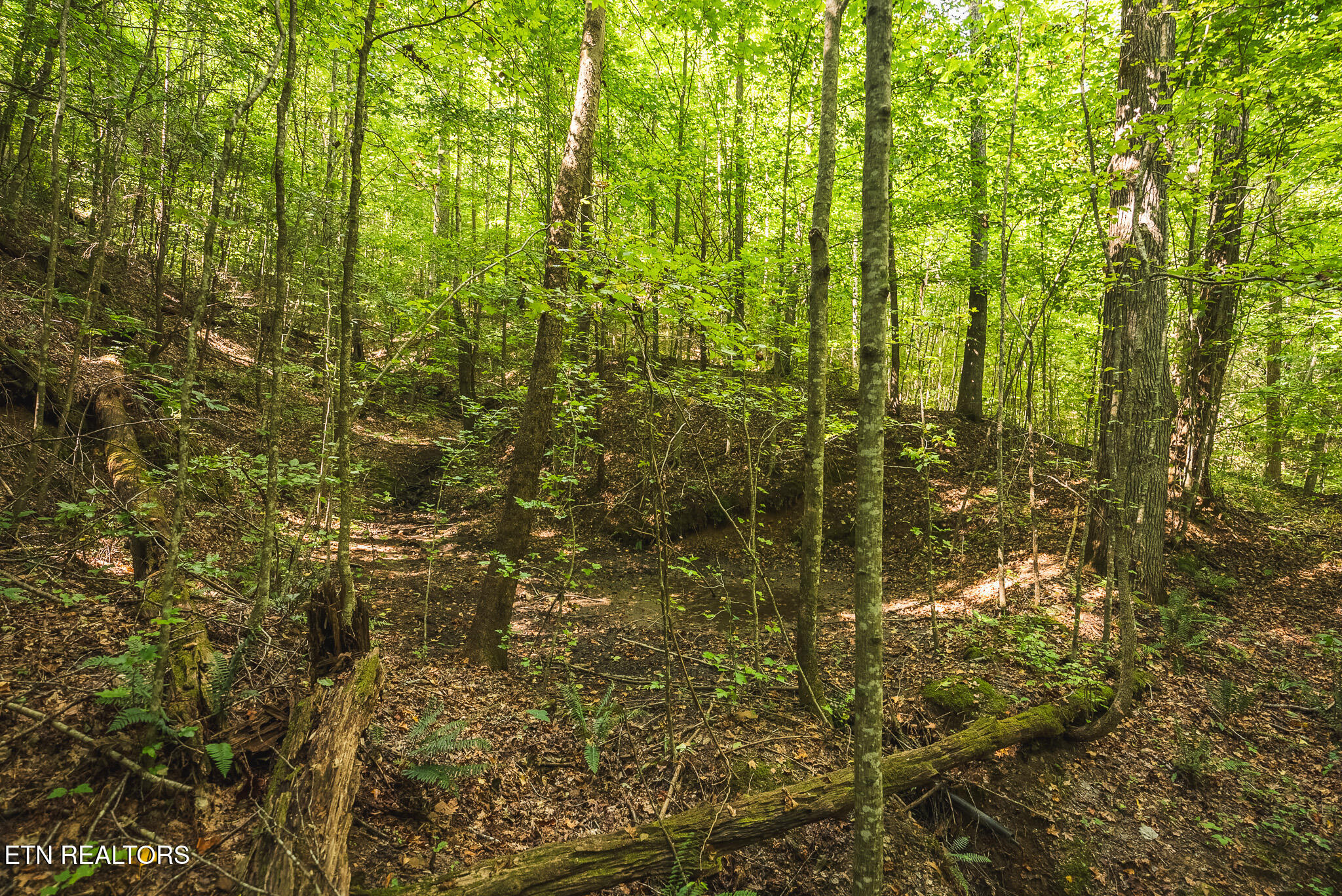 Watson Hollow Road Speedwell, TN 37870 - Photo 10 of 37 DSC03637