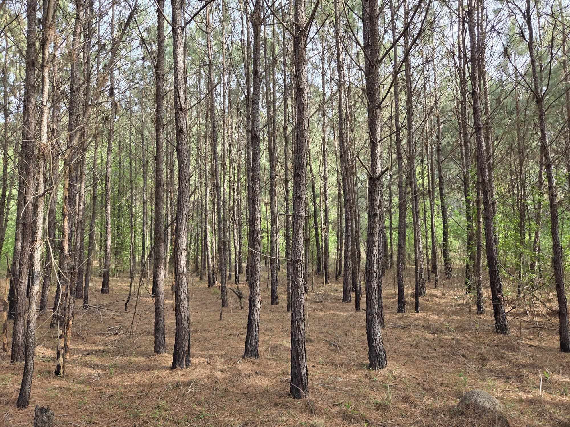 5328 County Line Road Andrews, SC 29510 - Photo 2 of 3