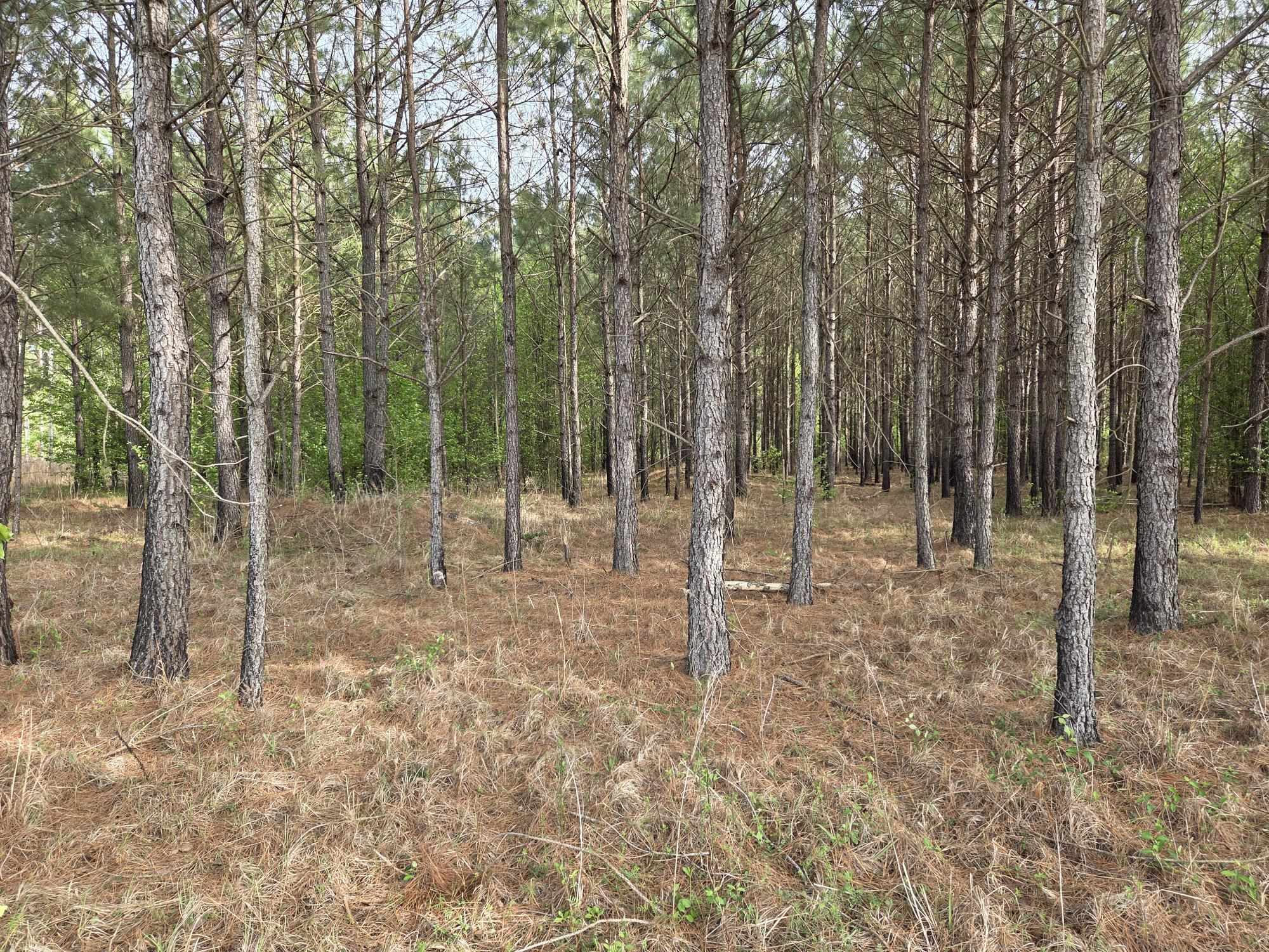 5328 County Line Road Andrews, SC 29510 - Photo 3 of 3