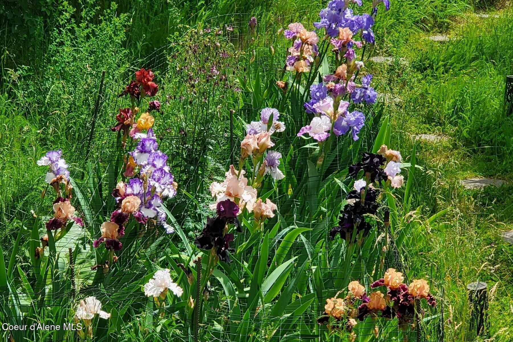 865 East Pine Ridge Drive Harrison, ID 83833 - Photo 32 of 81 Iris beds