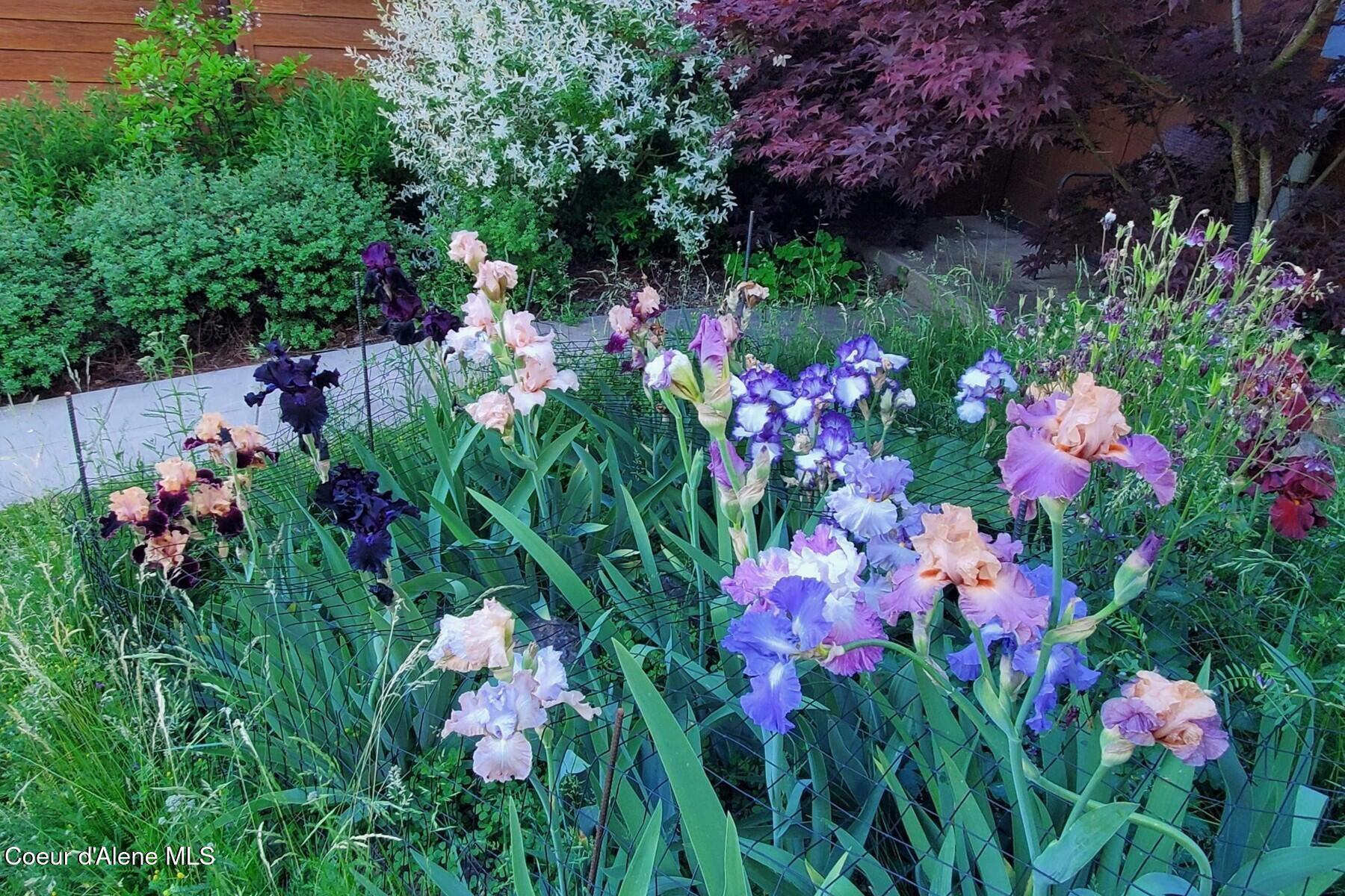 865 East Pine Ridge Drive Harrison, ID 83833 - Photo 71 of 81 Iris perenials each Spring