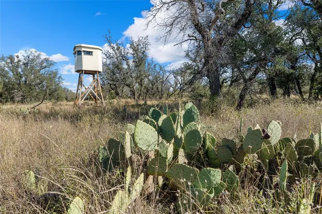 a view of a dry yard with lots of trees