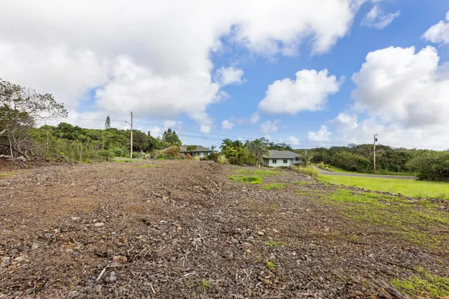 a view of a palm plant with a palm plant